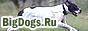 BigDogs.Ru |
Правильные немецкие доги