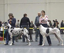 Valanten d'Iskandar и Алеша Младший на Чемпионате Мира 2006 в Польше