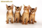 Новые фотографии абиссинских котят